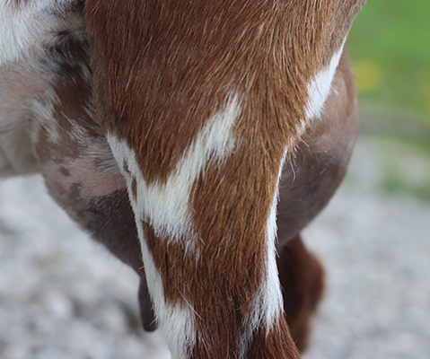 Lesperance Dragonhart 